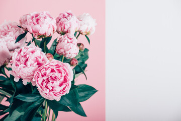 Beautiful bouquet of pink peony flowers in full bloom against bicolor pink and white background. Copy space for text.