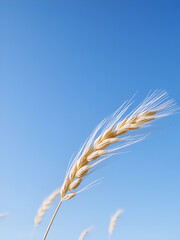 Fototapeta premium Stalk of Wheat Blowing in the Wind