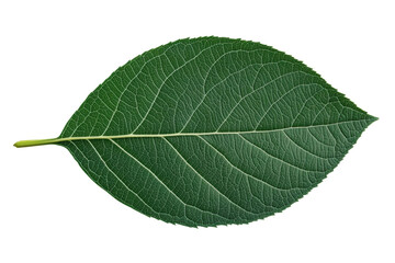 Obraz premium Close-up of leaf's texture and shape, cut out