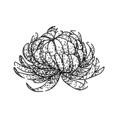 flower chrysanthemum sketch hand drawn vector
