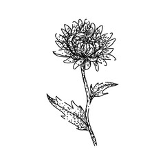perennial chrysanthemum sketch hand drawn vector