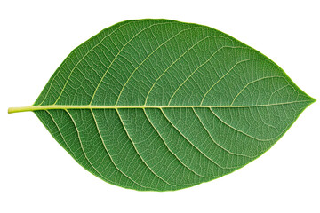 Obraz premium Large green leaf with detailed veins and texture, cut out