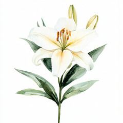 Obraz premium Watercolor hand-painted Lily branch painting illustration isolated on a white background, Lily illustration, AI painting design