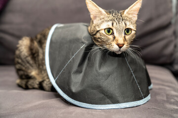The cat wears a cone collar to protect and prevent licking the wound after sterilization. Neutering the male or female cat. Sick cat concept. wearing Elizabethan collar, plastic, fabric or cloth cone
