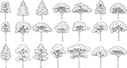 Set of coniferous and deciduous trees for architecture and landscape design, line drawing, contour. Vector illustration
