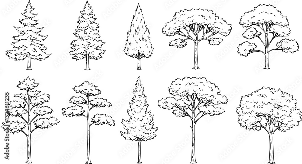 Poster set of coniferous and deciduous trees for architecture and landscape design, line drawing, contour. 