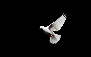 Obraz premium White Dove in Flight Against Black Background