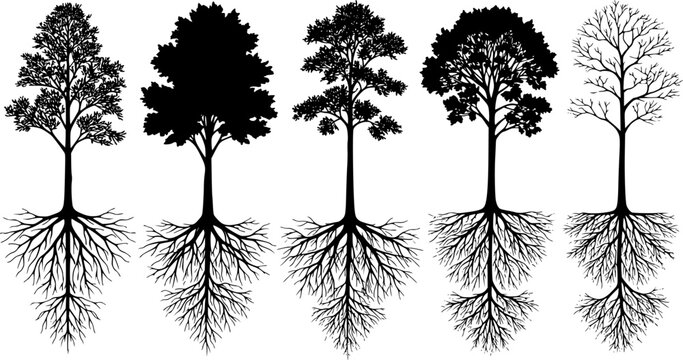 Set of contours deciduous trees with root systems. Vector illustration
