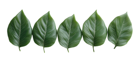 bay leaves isolated on white