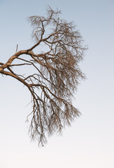 Dry tree stands alone against a pale blue sky, creating a dramatic silhouette