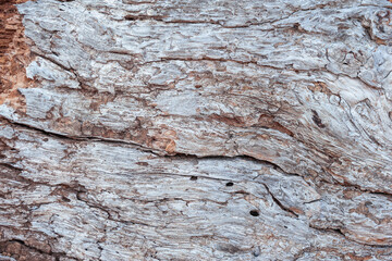 Natural relief background of tree bark