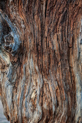 Natural relief background of tree bark