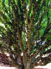 Jabuticabeira with ripe fruits
