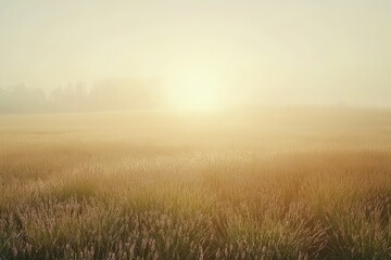 Beautiful lavender field at sunrise with soft mist and delicate golden light creating a tranquil atmosphere