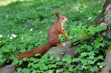  Wild redhead squirrel standing on its hind legs near the tree trunk  on spring blooming  wood anemones .