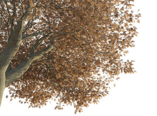 Fraxinus excelsior tree corner autumn 4k png cutout transparent background isolate