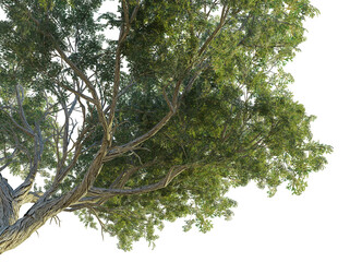 Juniperus osteosperma tree corner 4k png cutout transparent background