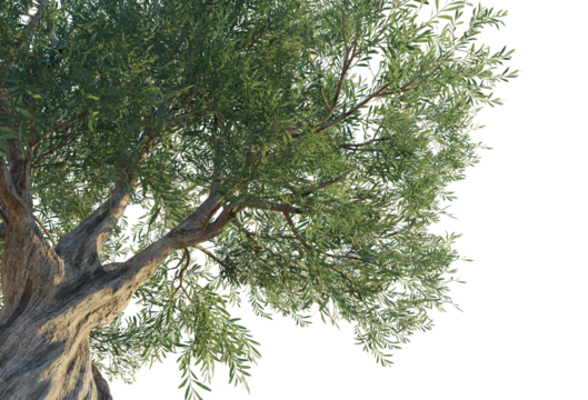 Olea europaea tree corner 4k png cutout transparent background isolate