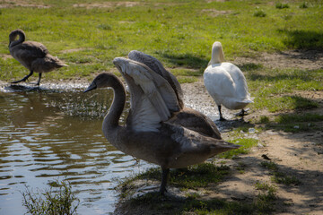 A goose is a bird of any of several waterfowl species in the family Anatidae. This group comprises the genera Anser (grey geese and white geese) and Branta (black geese)