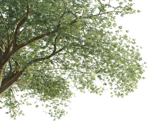 Quercus cerris tree corner 4k png cutout transparent background
