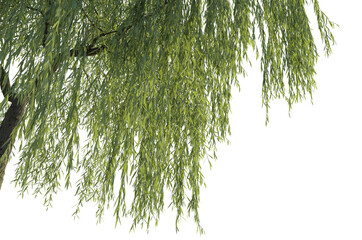 Salix babylonica tree corner 4k png cutout transparent background isolate © DH Tree Stock