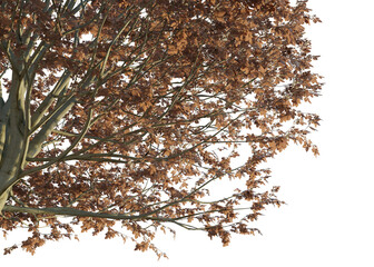 Fagus sylvatica tree corner autumn 4k png cutout transparent background