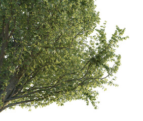 Ulmus minor tree corner 4k png cutout transparent background isolate