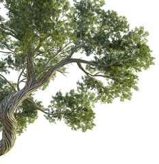 Fototapeta premium Juniperus osteosperma tree corner 4k png cutout transparent background