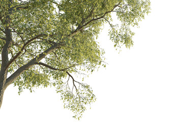 Robinia pseudoacacia tree corner 4k png cutout transparent background isolate