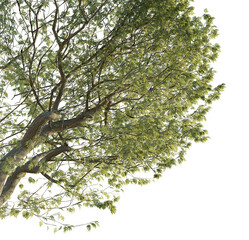  Fraxinus excelsior tree corner 4k png cutout transparent background isolate