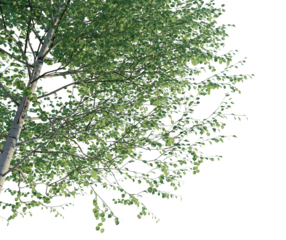 Populus tremuloides tree corner 4k png cutout transparent background