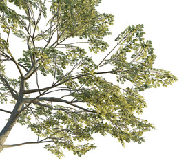 Quercus robur tree corner 4k png cutout transparent background isolate