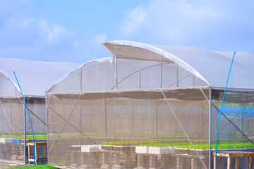 Fototapeta premium Salad vegetables cultivation in hydroponic system inside of greenhouse tent against blue sky background