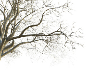 Quercus cerris tree winter corner 4k png cutout transparent background