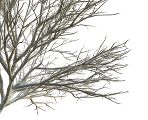 Prunus serrulata tree winter corner 4k png cutout transparent background isolate