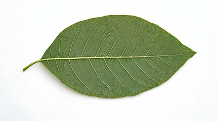 Obraz premium Detailed Green Leaf Isolated On White Background With Intricate Vein Patterns And Translucent Texture