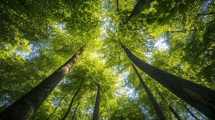 Serene Low Angle View of Trees in a Dense Forest Setting