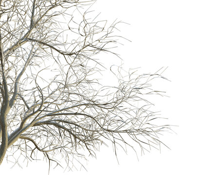 Quercus agrifolia tree winter corner 4k png cutout transparent background