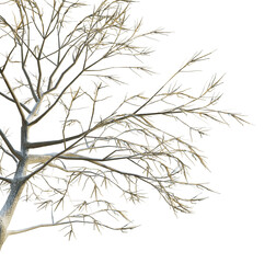Quercus robur winter tree corner 4k png cutout transparent background