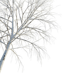  Betula pendula winter tree corner 4k png cutout transparent background
