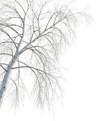 Betula pendula winter tree corner 4k png cutout transparent background