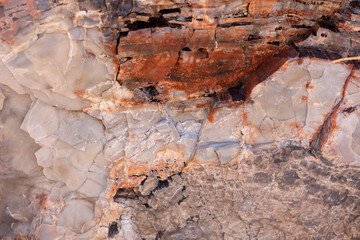 Closeup of petrified wood from petrified forest national park