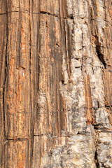 Closeup of petrified wood from petrified forest national park