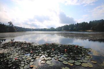Lotus Flowers On The Lake Golcuk 