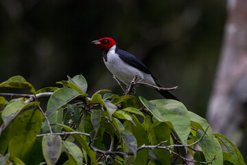 Red headed woodpecker sitting on a branch in the Amazon Rainforest of Ecuador