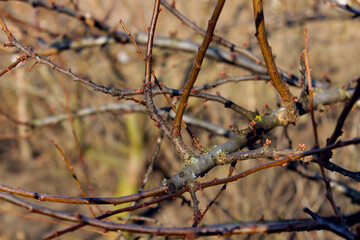branches of a tree