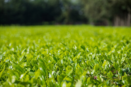 green grass background Green Tea Leaves Farm Plants Vegetations field meadows James Finlay Kericho County Great Rift Valley Kenya East Africa Landscapes