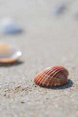 Shell on the sandy beach