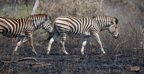 Wild plains zebras walking through fire scarred fields in Kruger National Park in South Africa RSA