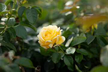 yellow rose in garden in Kansas during sunset in summer